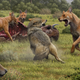 Artistic depiction of of dire wolves defending a bison kill from gray wolves. As the artwork shows, dire wolves featured reddish-brown coloring and large heads and jaws.